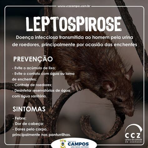 leptospirose sintomas